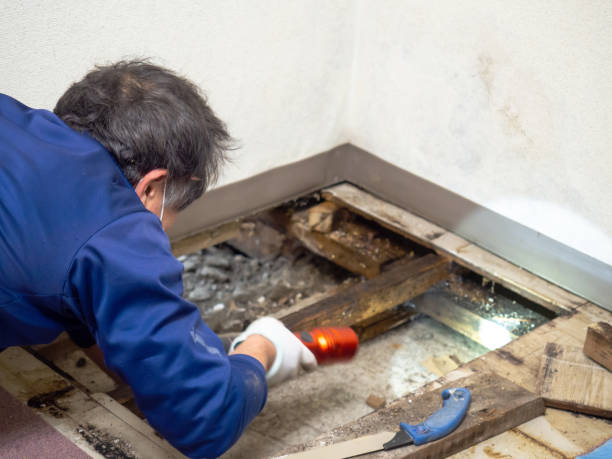 Office Mold Removal Services in Carlsbad, CA