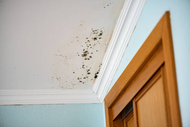 Certified Mold Removal in Carlsbad, CA
