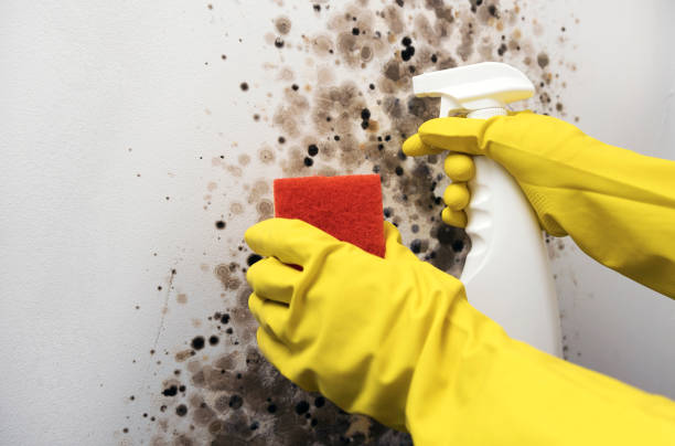 Best Crawl Space Mold Removal  in Rlsbad, CA