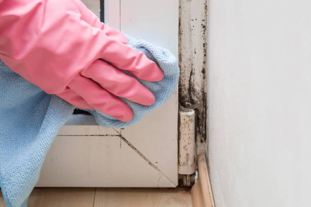 Mold Removal and Inspection in Carlsbad, CA